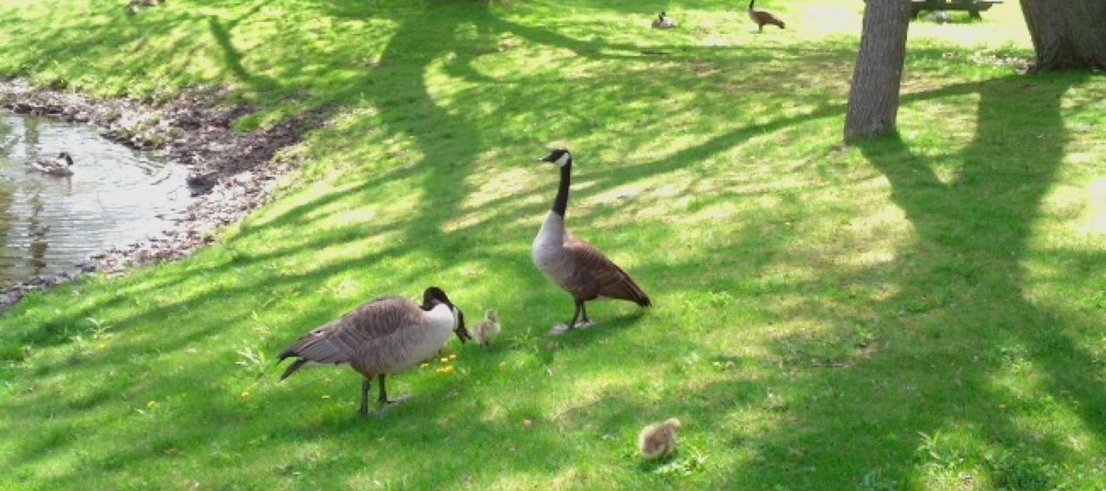 Geese on the grass in a Halliday park