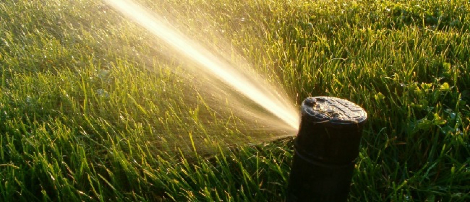 Lawn sprinkler watering green grass
